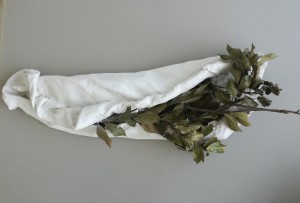 Laurus nobilis, gesso, stoffa, rami di alloro 